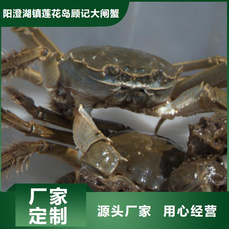 阳澄湖大闸蟹发货快