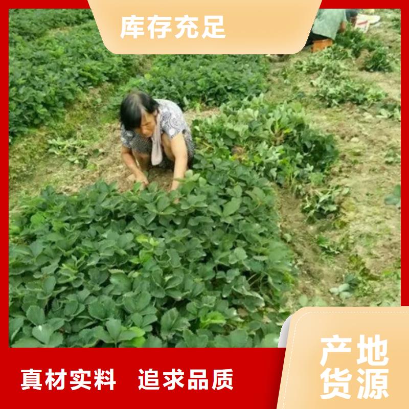 草莓苗柱状梨树苗多年行业积累