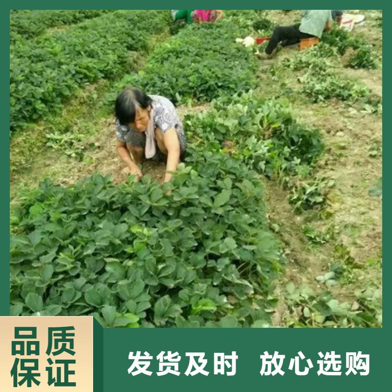 草莓苗【蓝宝石葡萄树苗】支持定制加工