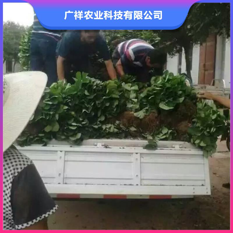 【草莓苗】草莓苗价格海量现货