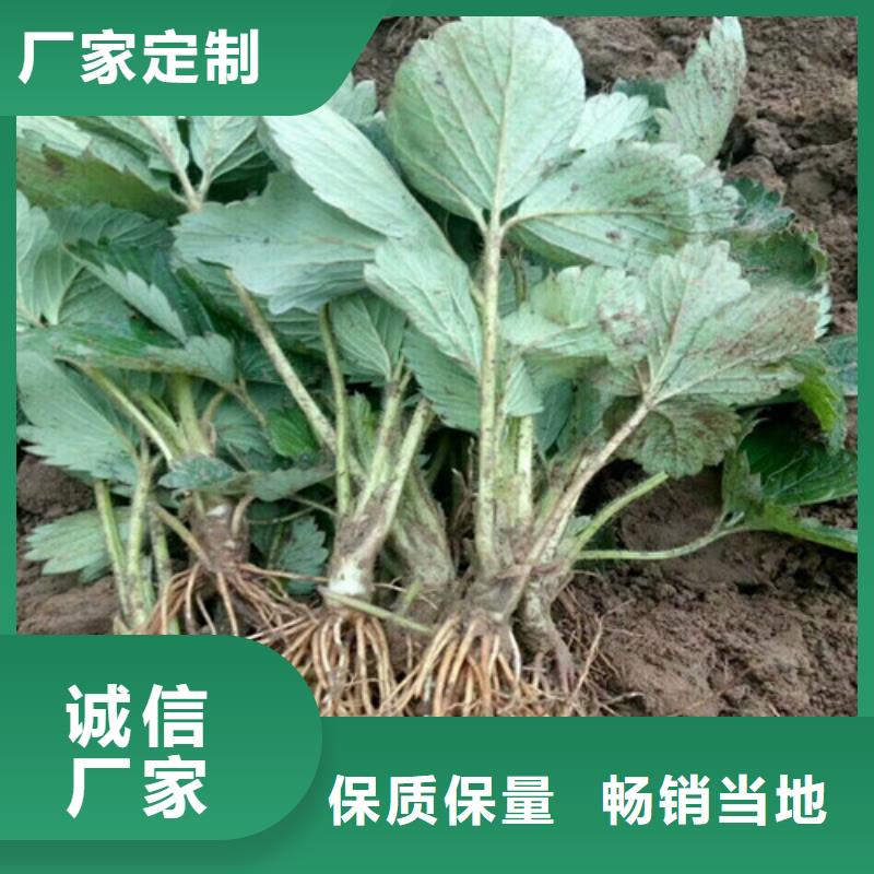 草莓苗果树苗批发基地对质量负责