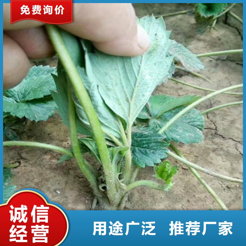 草莓苗,【软籽石榴树苗】源头厂商