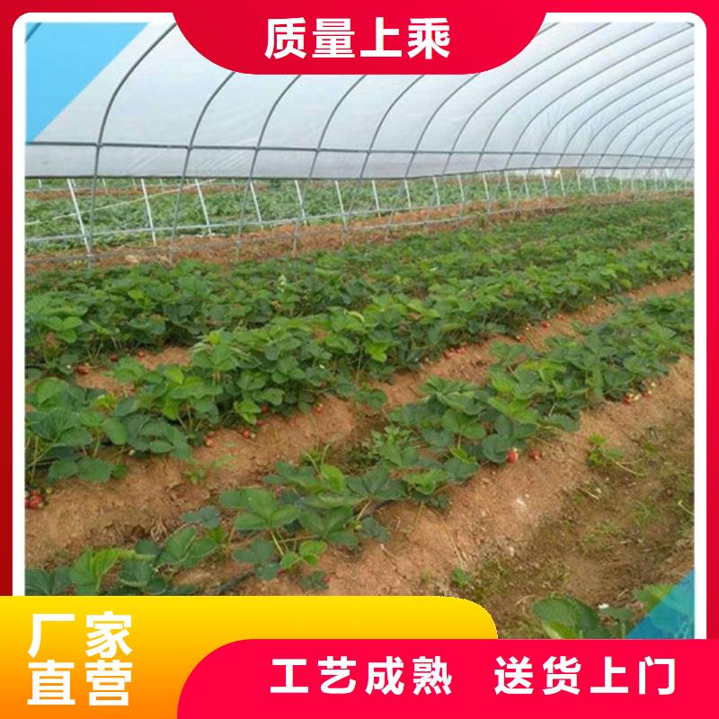 草莓苗草莓苗价格用心做好每一件产品