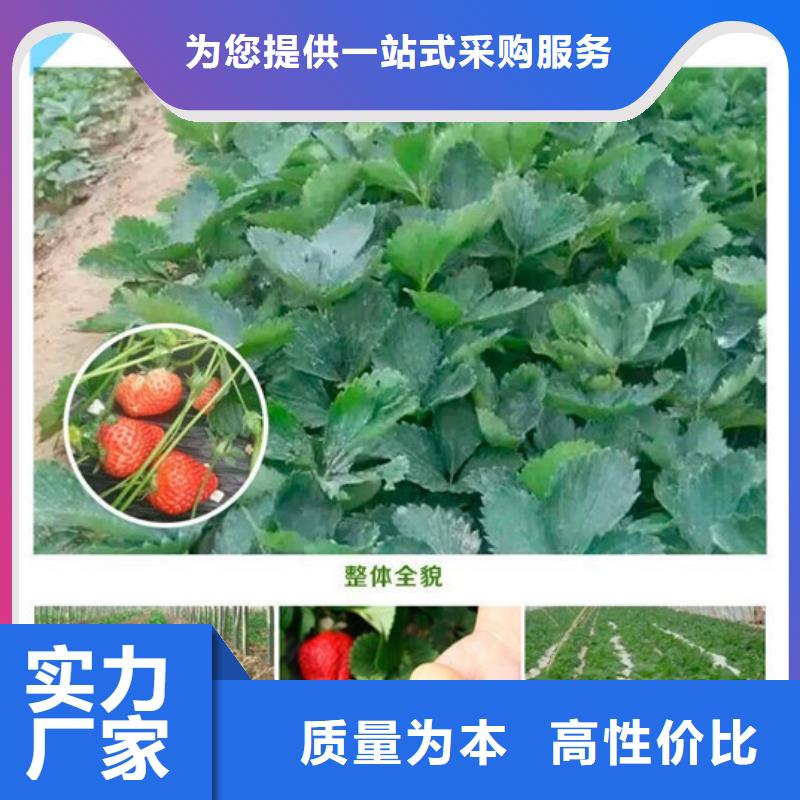 【草莓苗梨树苗基地品质优选】