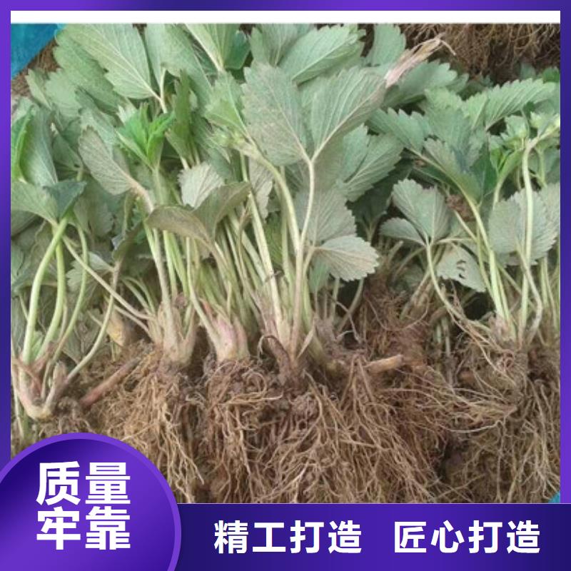 出售甜查理草莓苗，甜查理草莓苗培育基地