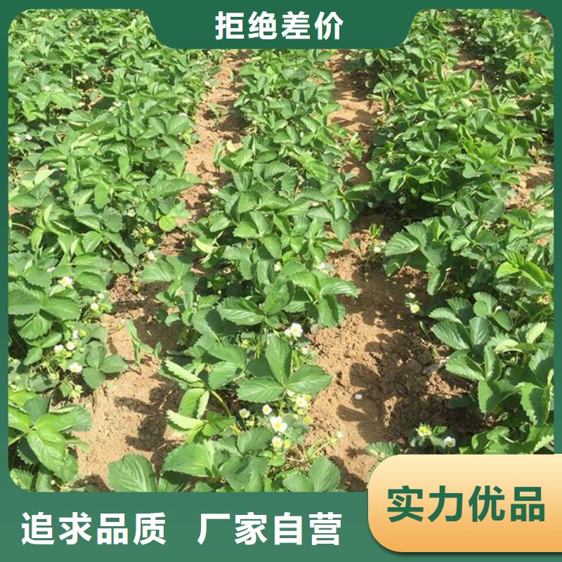 妙香草莓苗培育基地