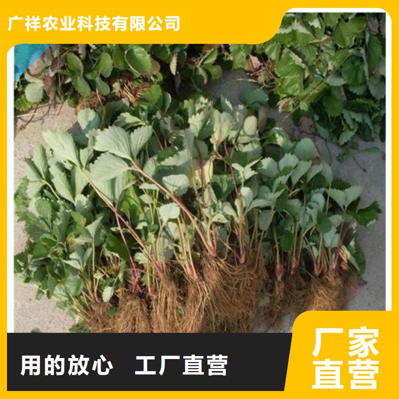 【草莓苗】 大棚草莓苗多年厂家可靠