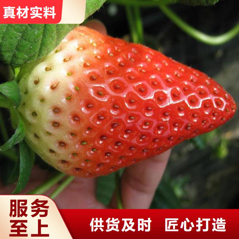 草莓苗草莓出厂价