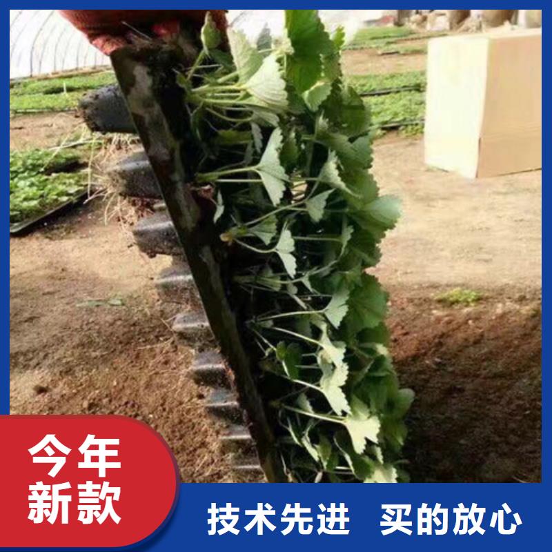 草莓种苗价格