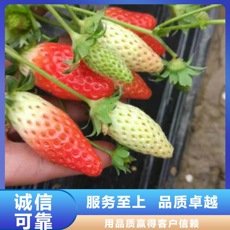 哪里供应艳丽草莓苗，艳丽草莓苗亩产多少