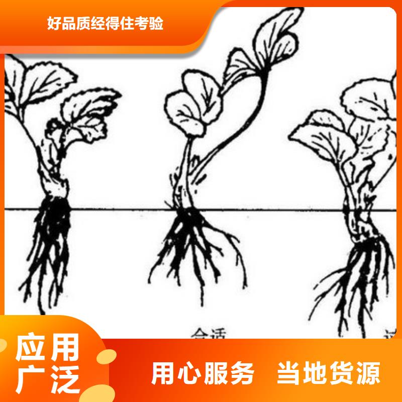 法兰地草莓苗便宜价格