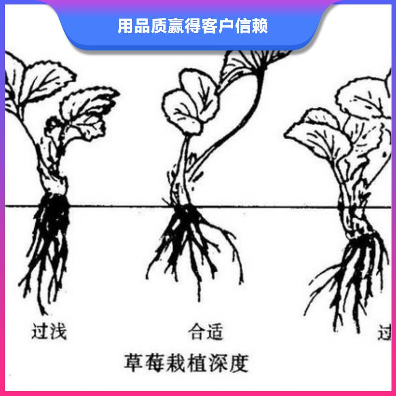 艳丽草莓苗多少钱一棵