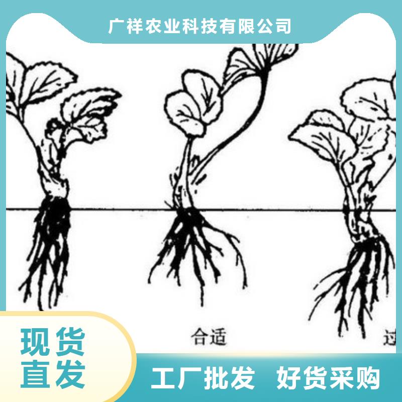 草莓苗,草莓苗价格大量现货