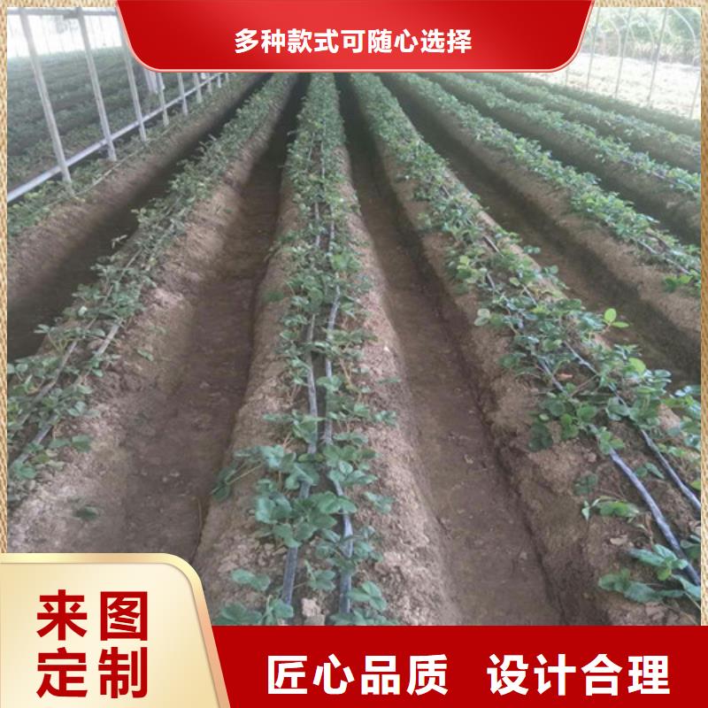 草莓苗_葡萄苗基地精选优质材料