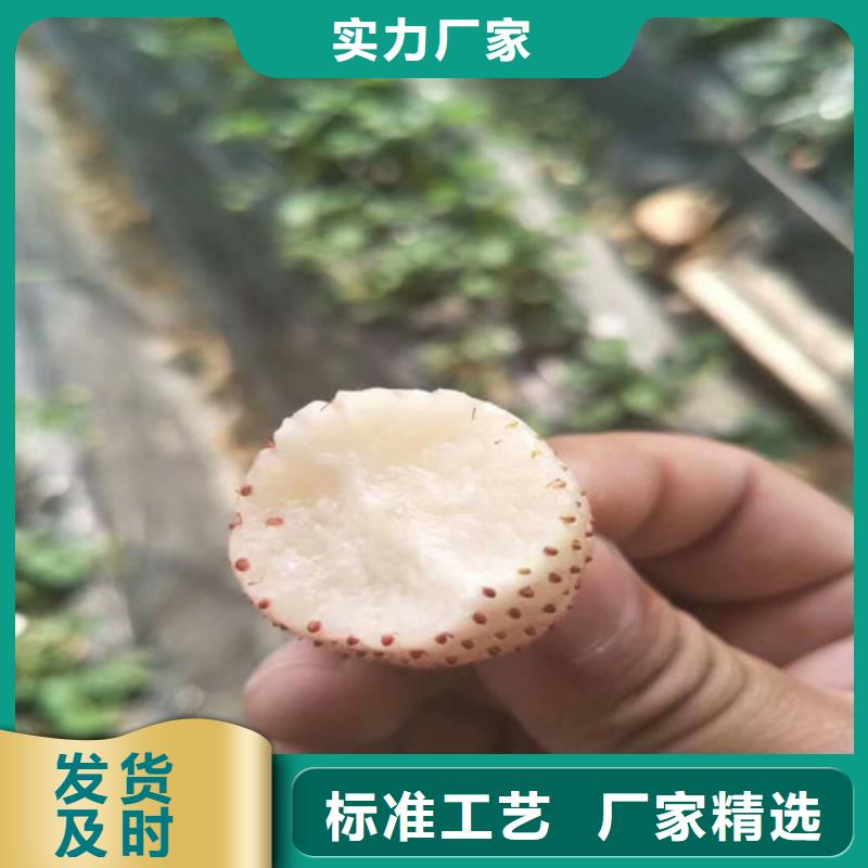 【草莓苗】樱桃苗海量货源