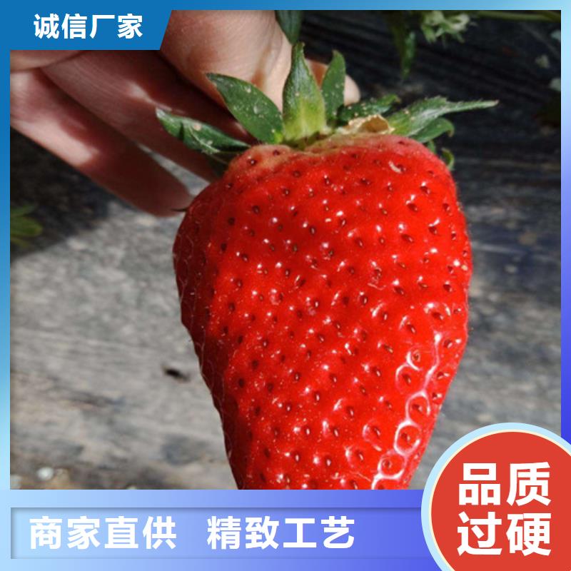 草莓苗梨树苗品牌大厂家