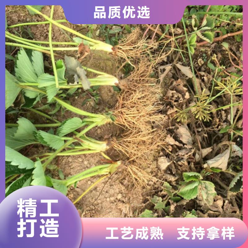 草莓苗苹果苗好货采购