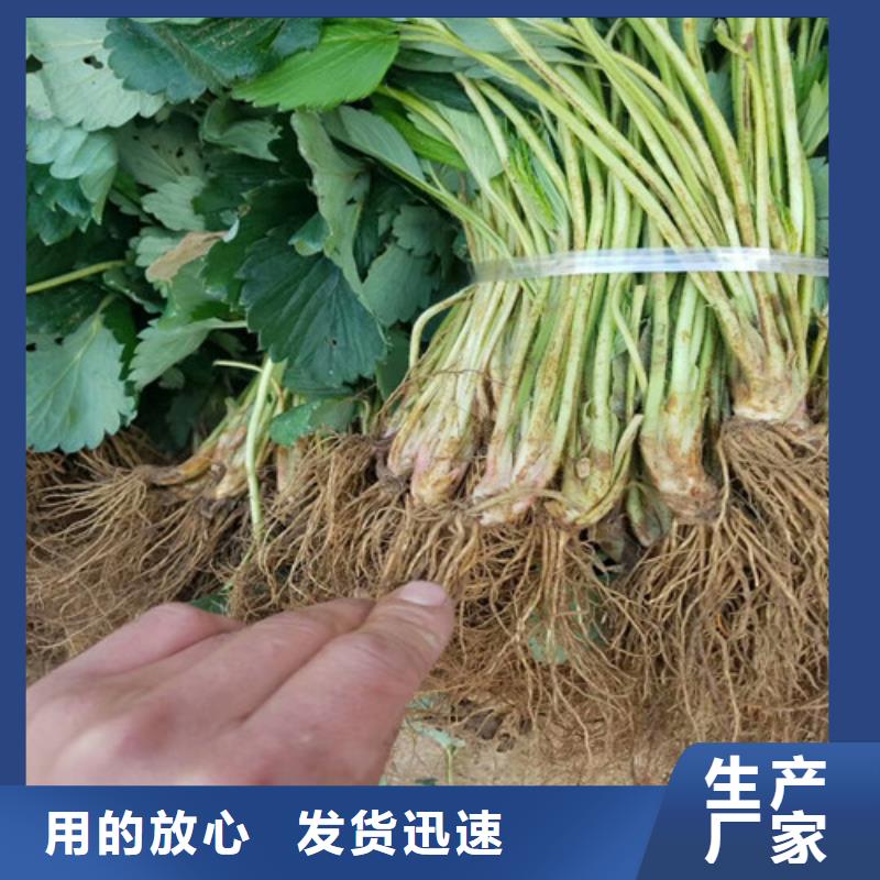 草莓苗红颜草莓全新升级品质保障