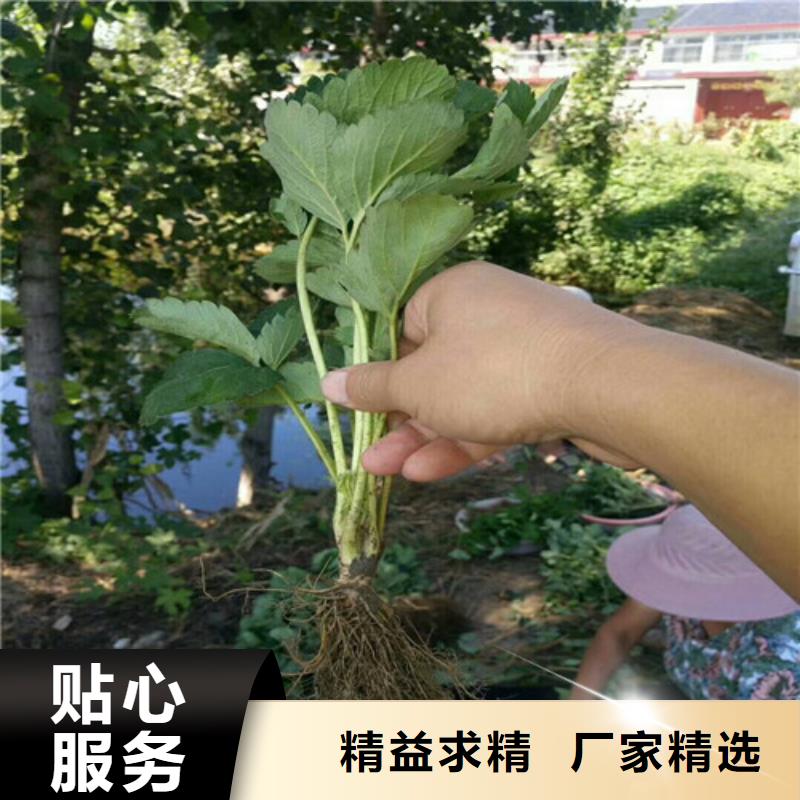 草莓苗【软籽石榴树苗】厂家定制