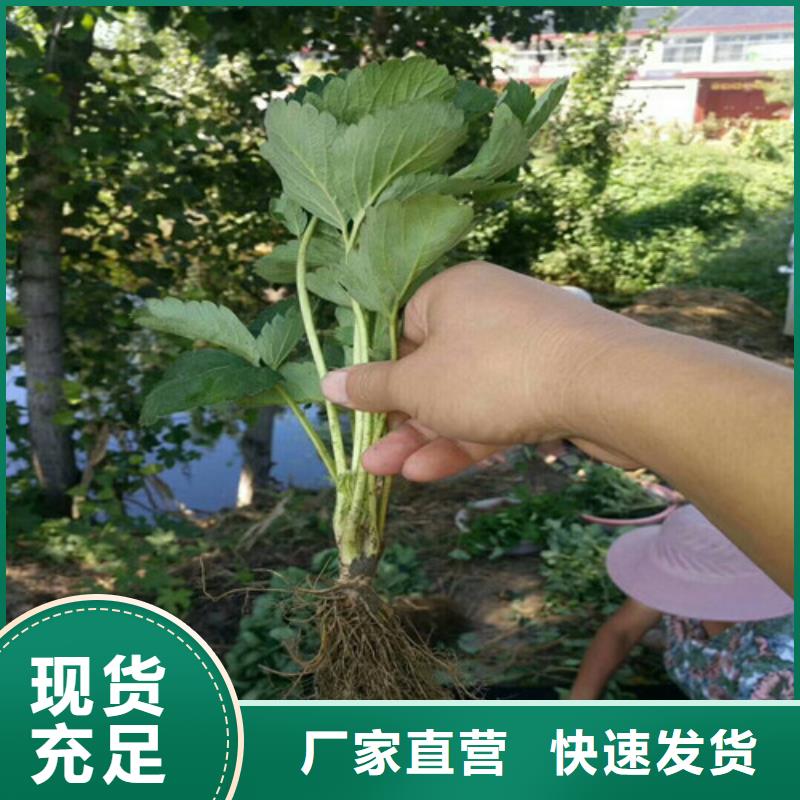 宁玉草莓苗栽植密度