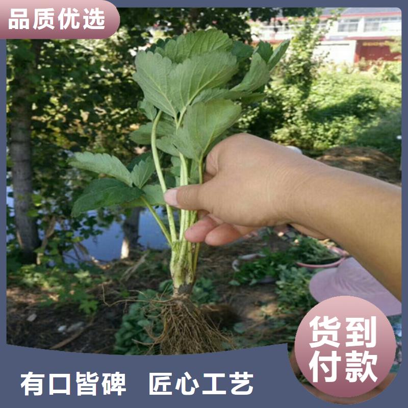 草莓苗珍珠枣油桃树苗应用广泛