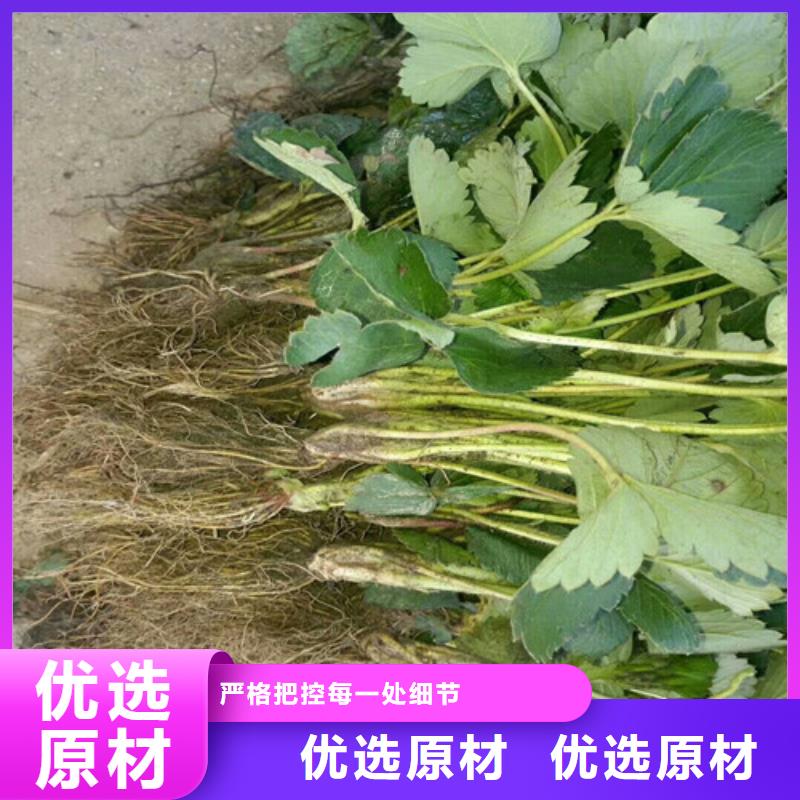 草莓苗,桃树苗基地自营品质有保障