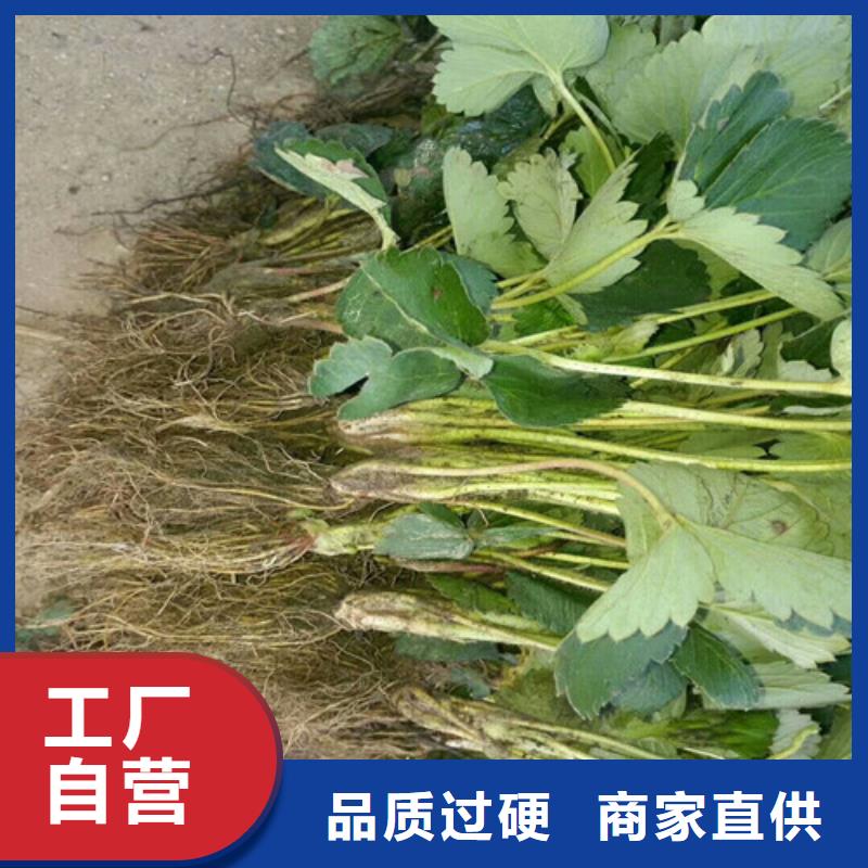 草莓苗香梨树苗快捷物流