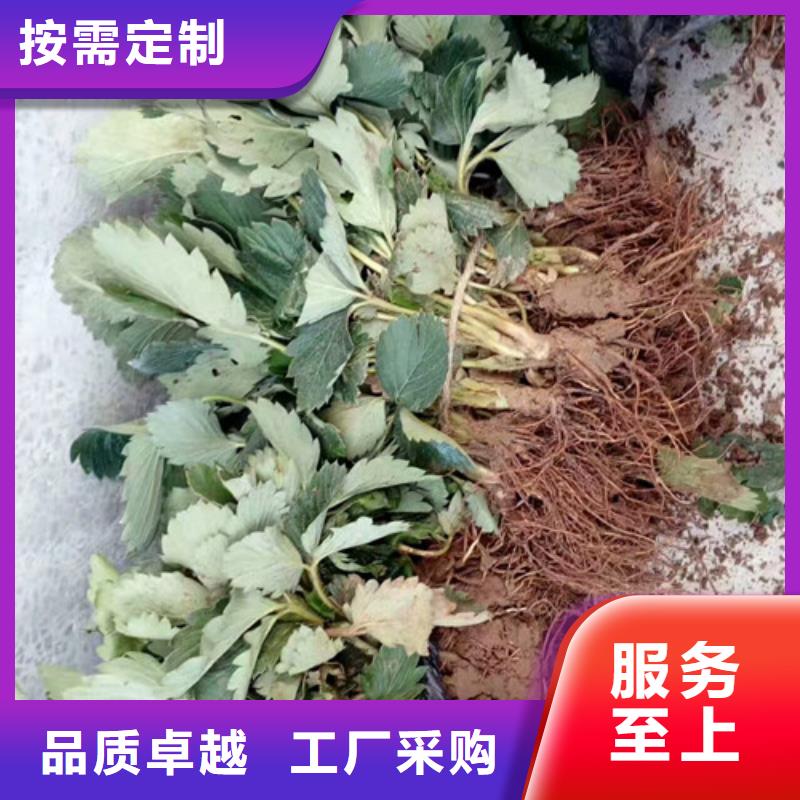 我想买草莓苗，草莓苗批发价格