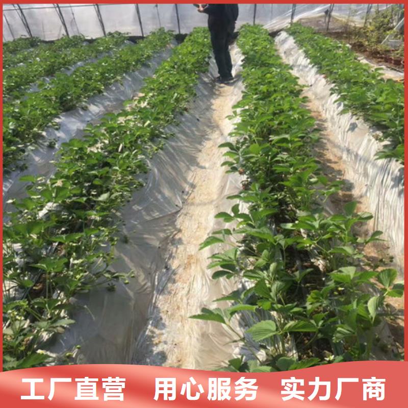 【草莓苗】 大棚草莓苗多年厂家可靠