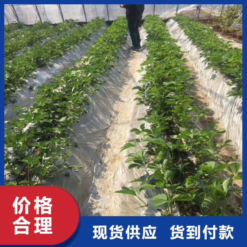 草莓苗-草莓苗价格加工定制