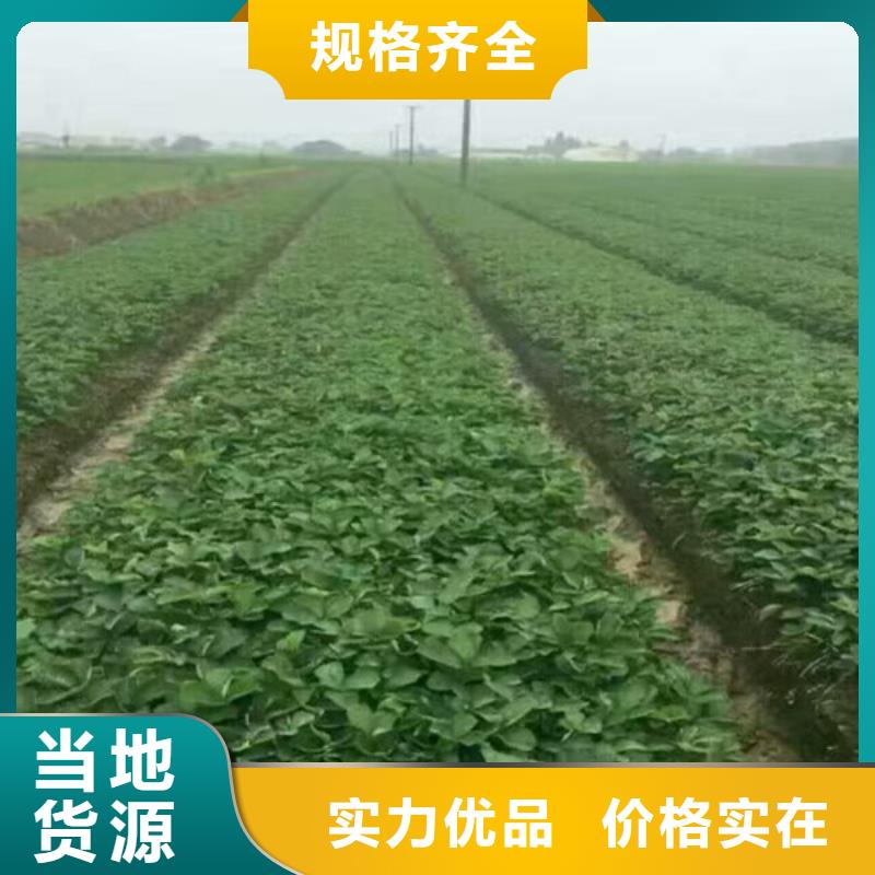 【草莓苗】大棚草莓苗源头工厂量大优惠