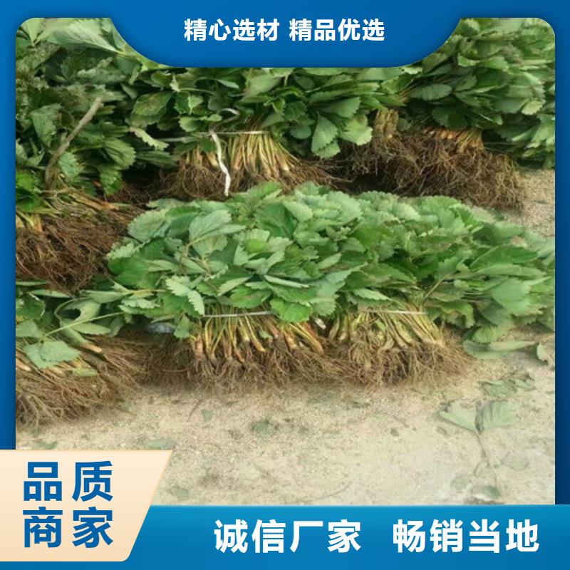 草莓苗樱桃苗品质保障售后无忧