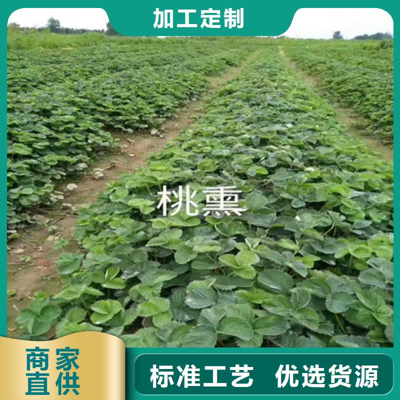 草莓苗草莓苗价格用心做好每一件产品