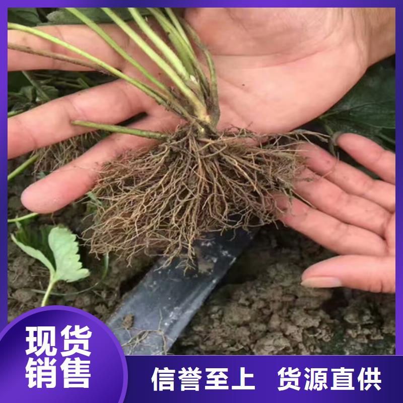 红颊草莓苗种植品种选择