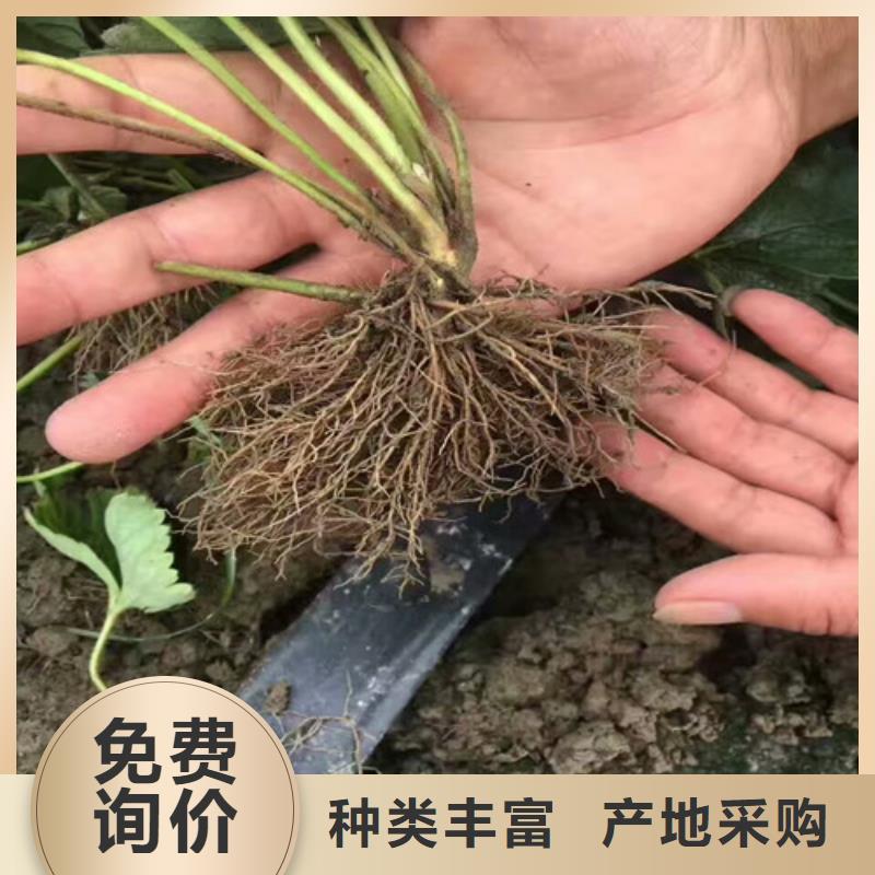 脱毒草莓苗厂