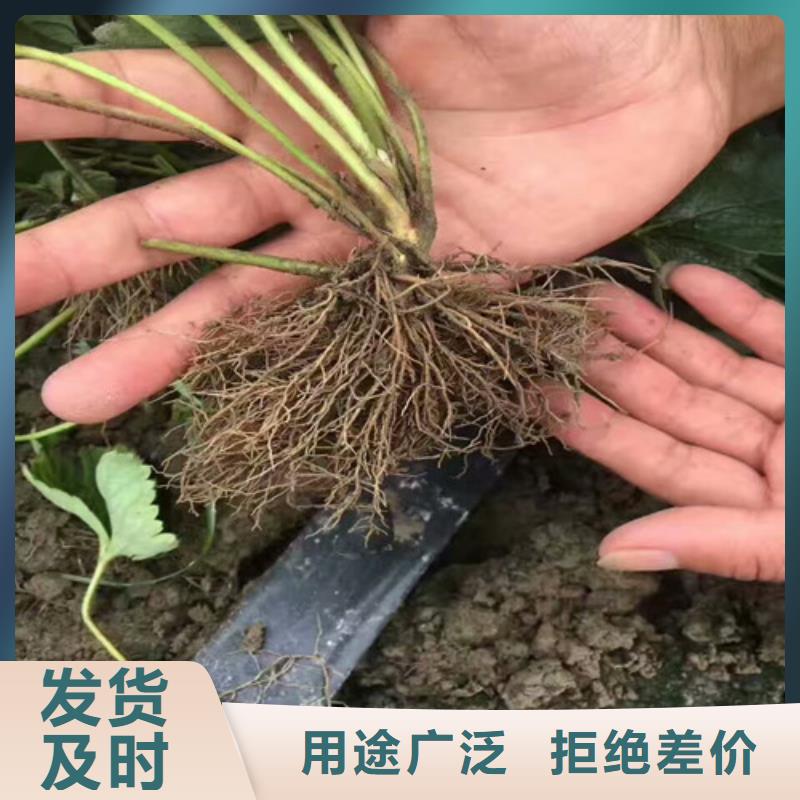 草莓苗果树苗专业按需定制