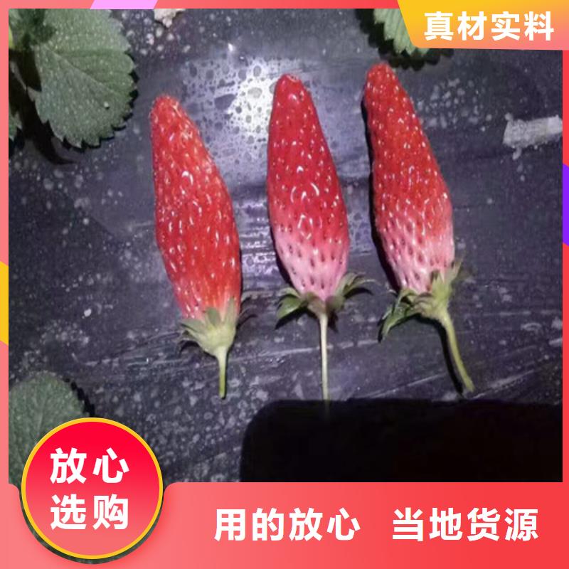 草莓苗,油蟠桃树苗当日价格