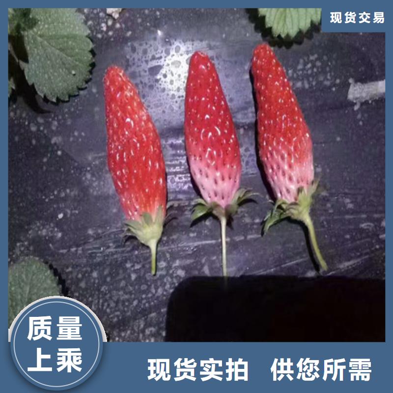 草莓苗黄桃树苗厂家直销直供