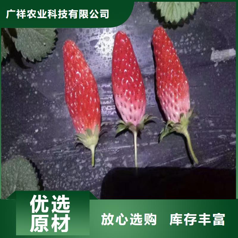 草莓苗,樱桃苗用心提升细节