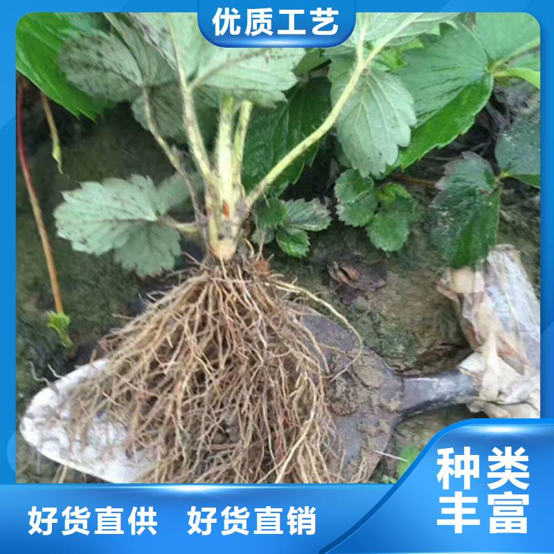 草莓苗【软籽石榴树苗】厂家定制