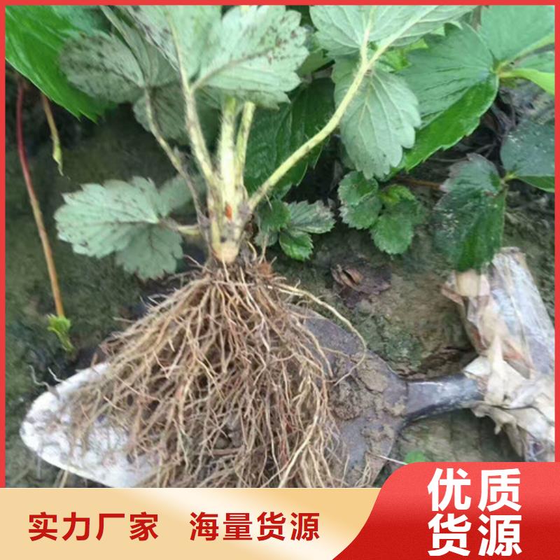 草莓苗葡萄苗质优价廉