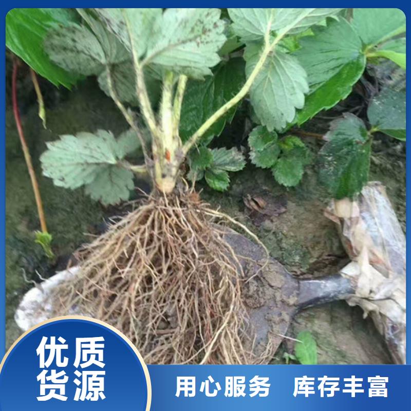 【草莓苗】冬桃树苗超产品在细节