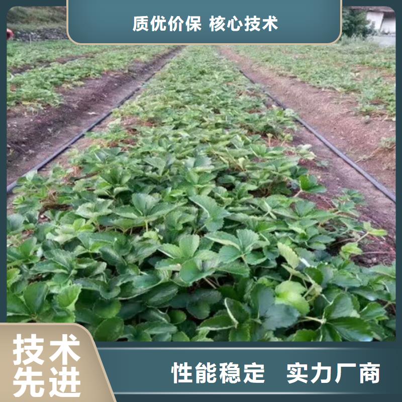 【草莓苗蓝宝石葡萄苗专业供货品质管控】