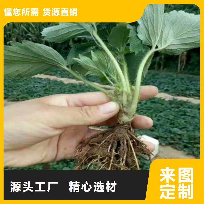 价格低的甜宝草莓苗品牌厂家