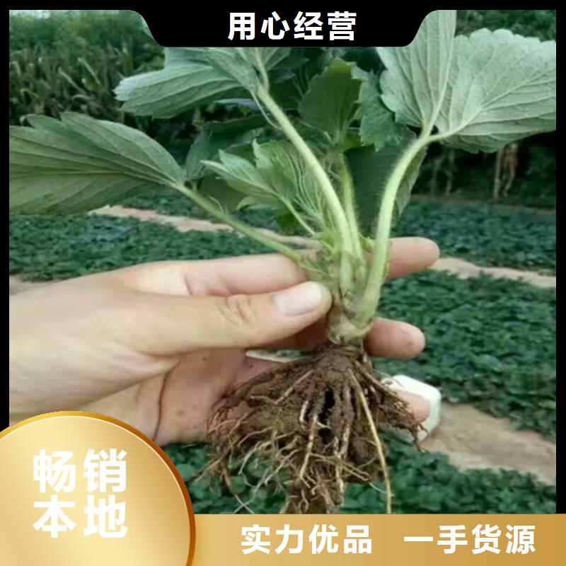 【草莓苗-果树苗甄选好物】