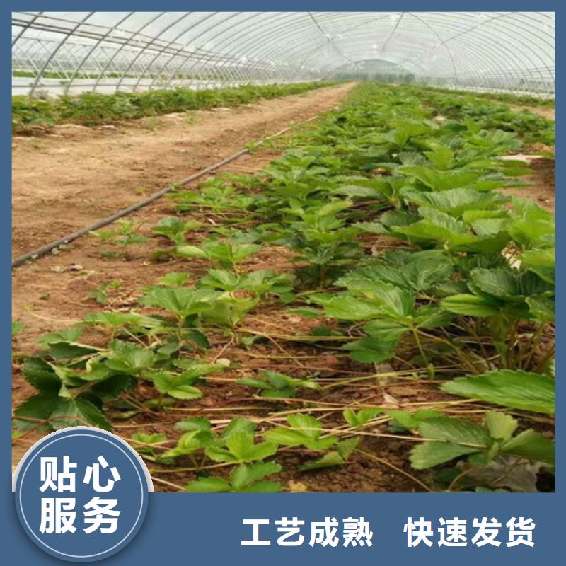 【草莓苗】大棚草莓苗源头工厂量大优惠