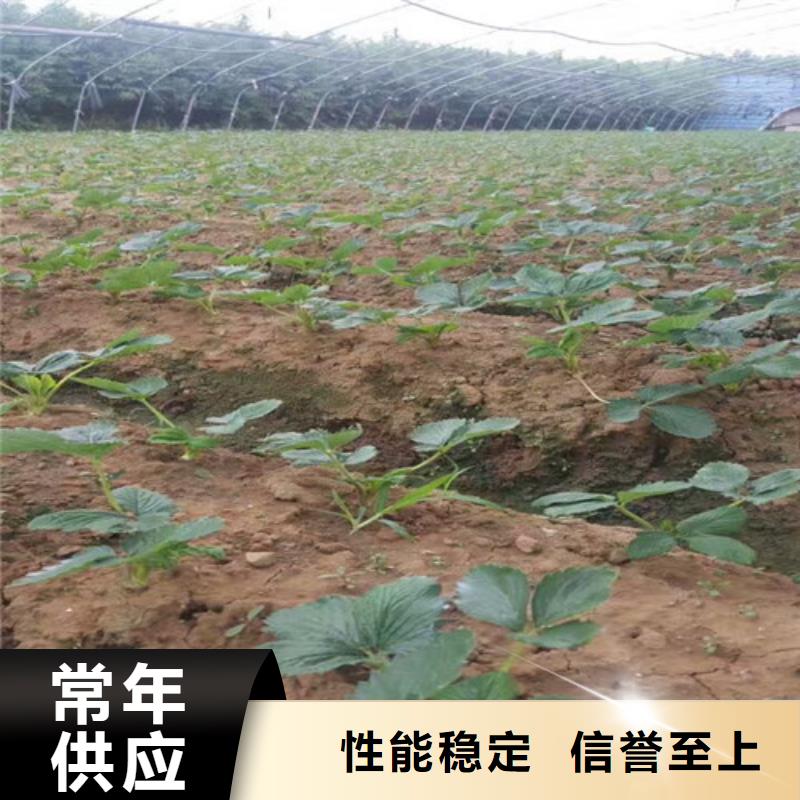 草莓苗红蜜桃树苗信誉有保证