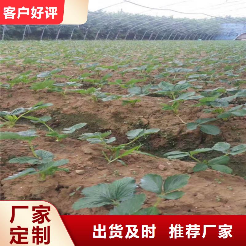 草莓苗-艾琳娜西梅树苗定制定做