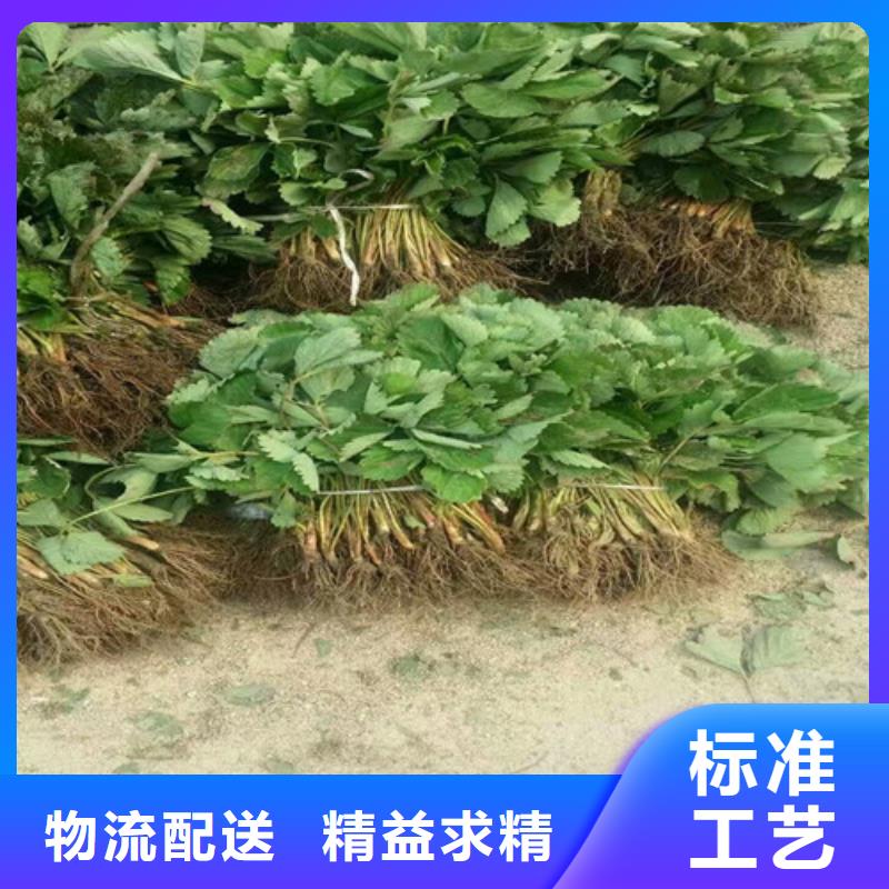 草莓苗樱桃苗产品细节参数