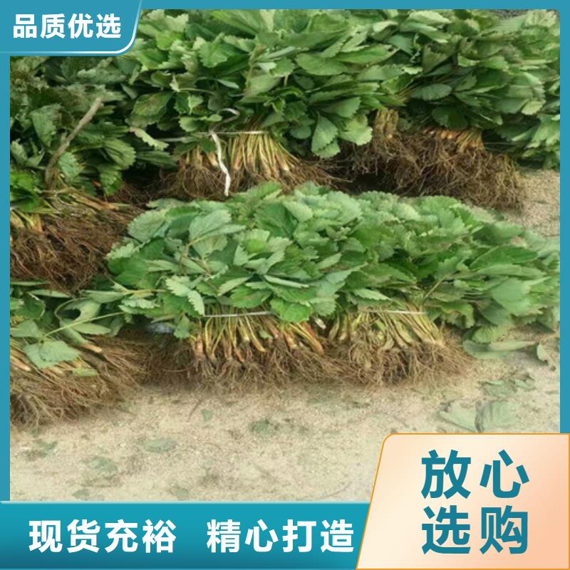 草莓苗_苹果苗基地直销厂家